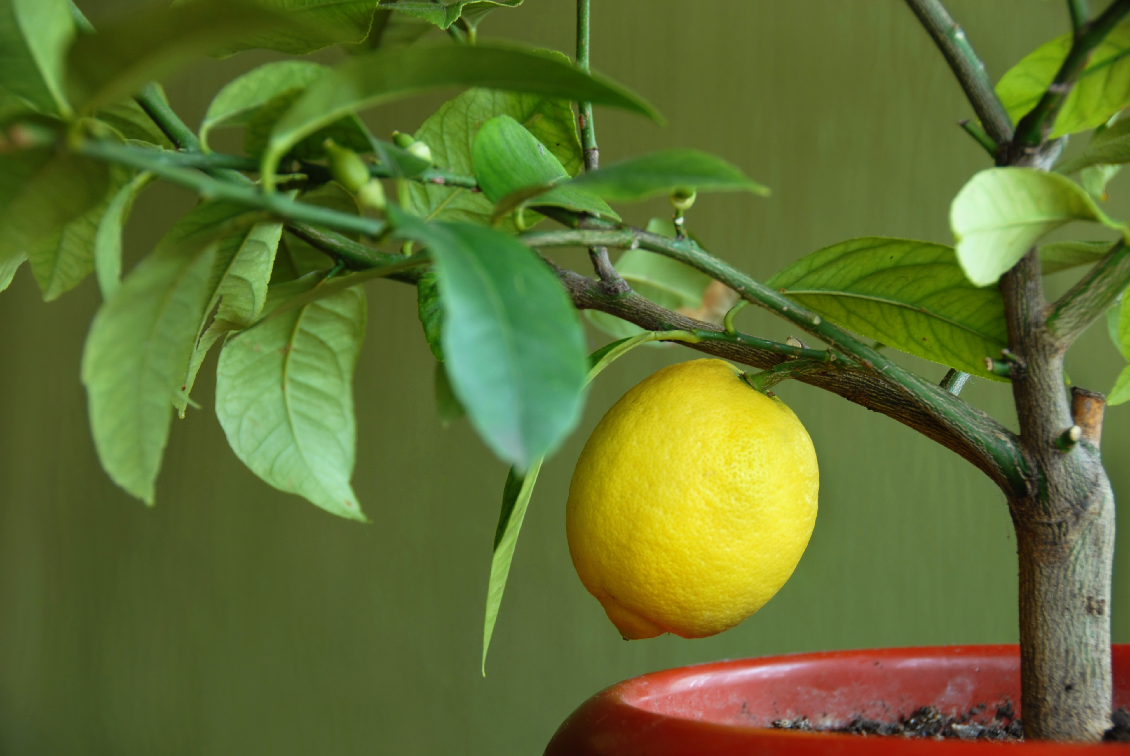 Lemon on lemon-tree